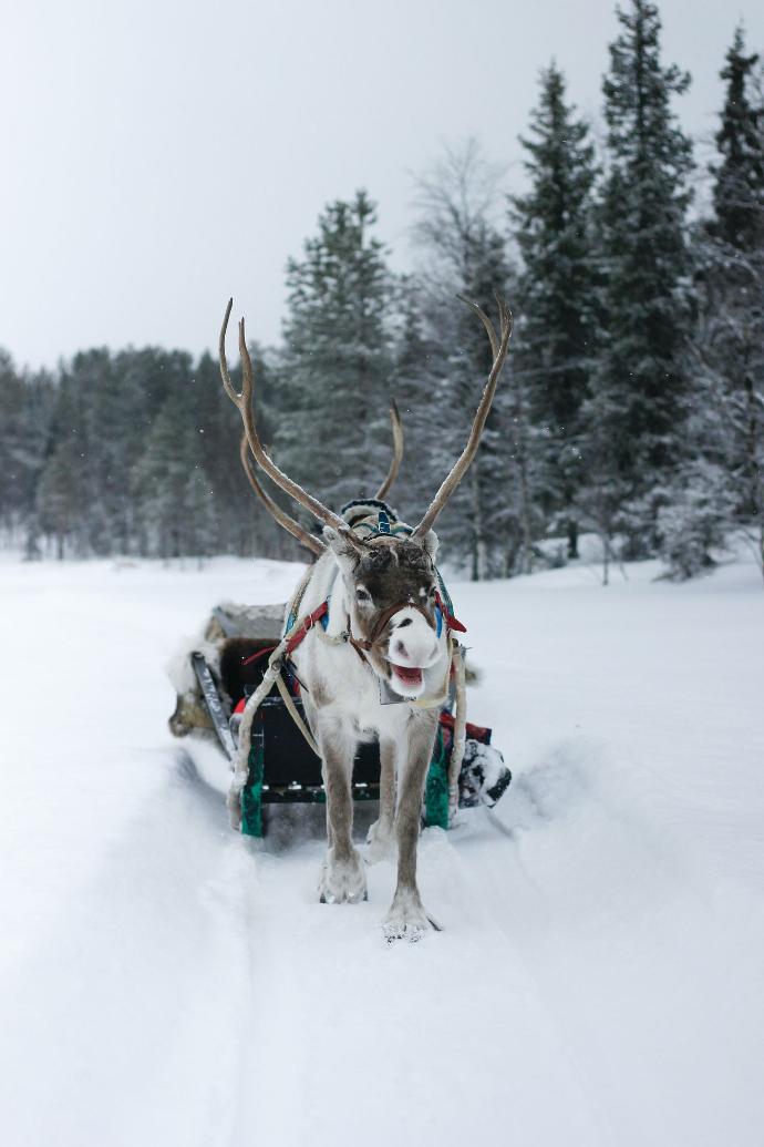 Reindeer in the snow pulling a sled. Reindeer in the snow pulling a sled.