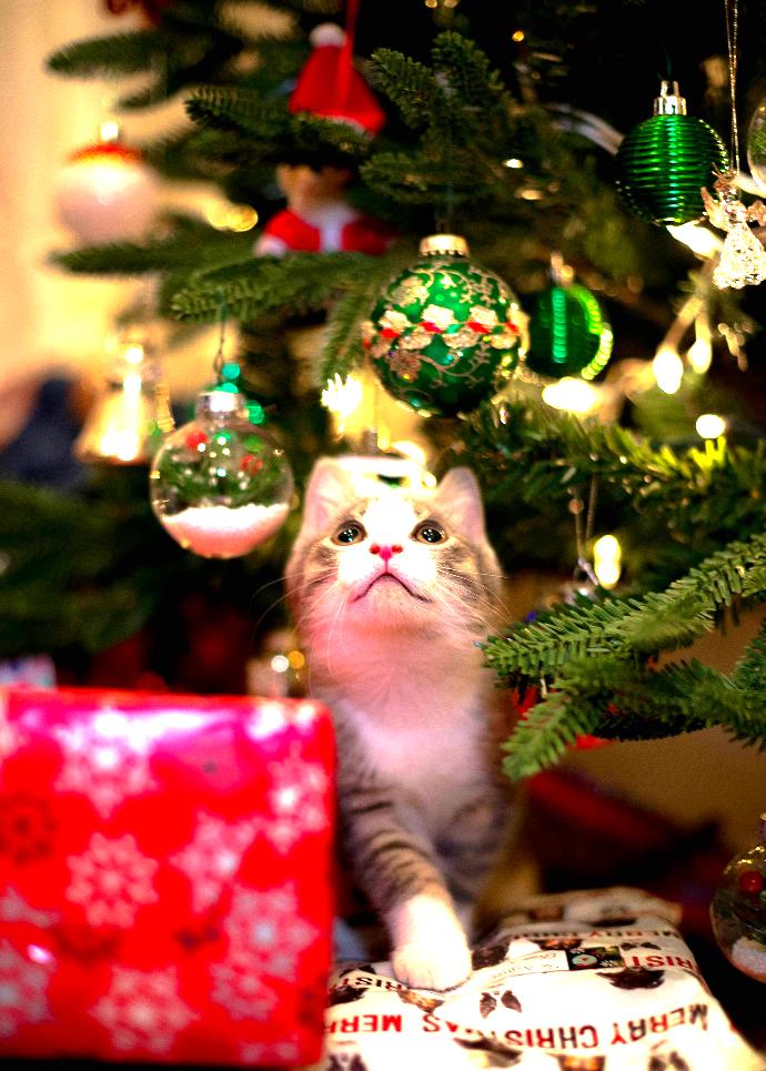 Cute cat under a Christmas Tree. Cute cat under a Christmas Tree.