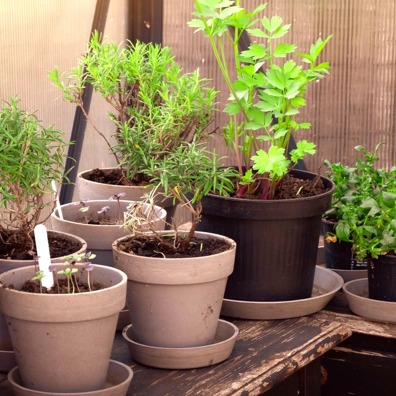 Outdoor spices enjoying their spot in the sunshine. Outdoor spices enjoying their spot in the sunshine.